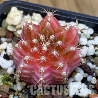 SH17741 Gymnocalycium mihanovichii 'Neon'