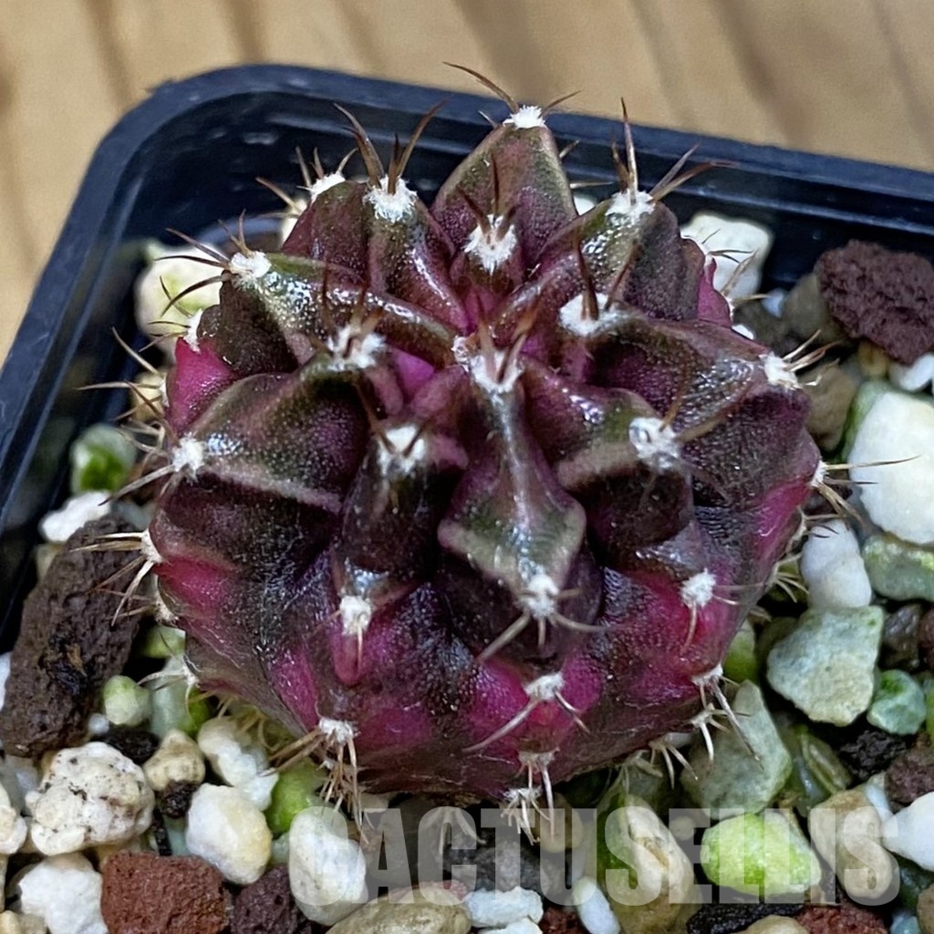 SH17743 Gymnocalycium mihanovichii 'T-Lux'