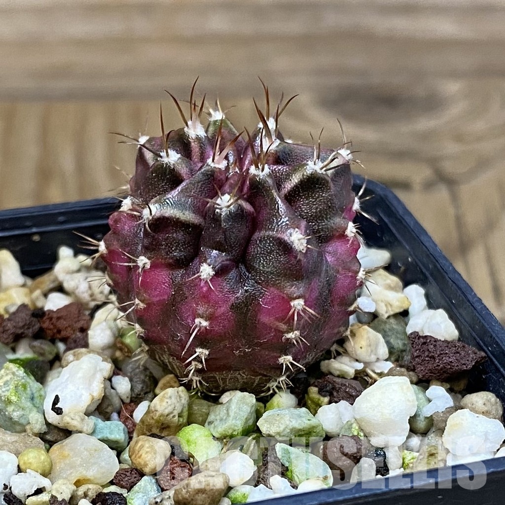 SH17743 Gymnocalycium mihanovichii 'T-Lux' - Image 2