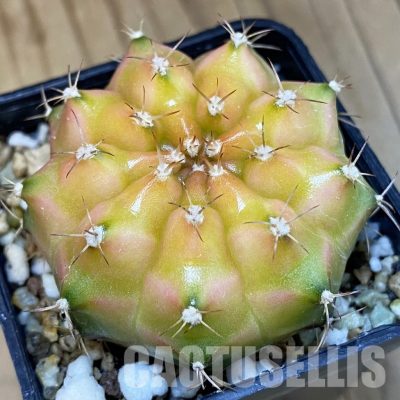 SH19439 Gymnocalycium mihanovichii 'Neon' Green