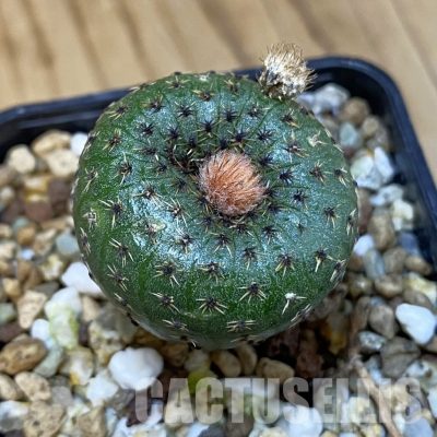 SH19492 Frailea phaeodisca