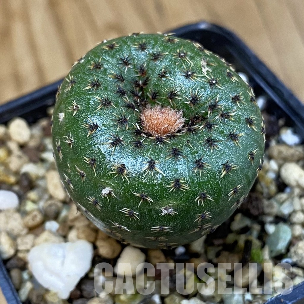 SH19493 Frailea phaeodisca