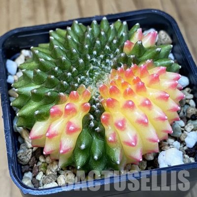 SH19568 Gymnocalycium mihanovichii ‘inermis’ f. cristata variegata