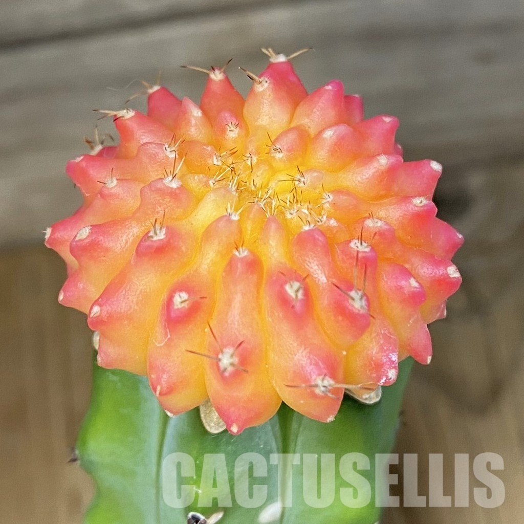 SH25679 Gymnocalycium mihanovichii ‘inermis’ f. variegata, grafted