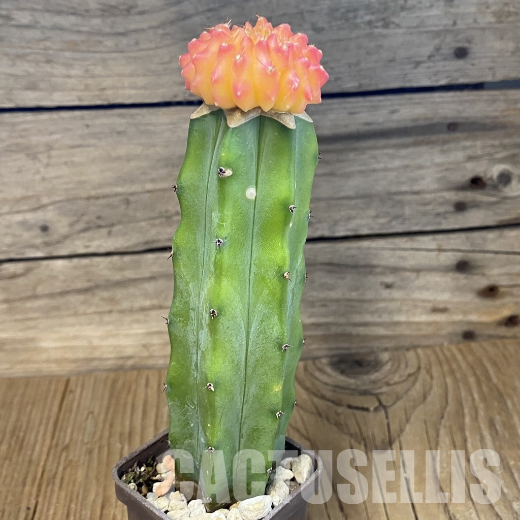 SH25679 Gymnocalycium mihanovichii ‘inermis’ f. variegata, grafted - Image 2