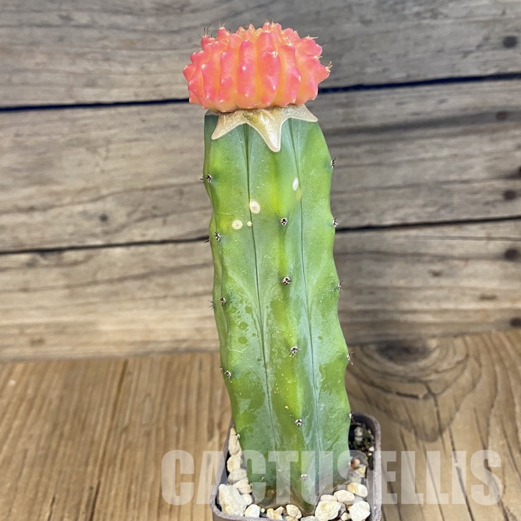 SH25679 Gymnocalycium mihanovichii ‘inermis’ f. variegata, grafted - Image 3