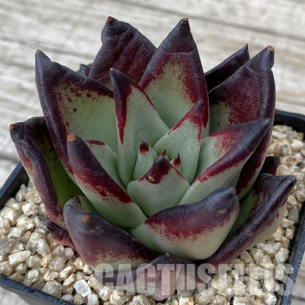 SH30872 Echeveria agavoides ‘Black Ebony'
