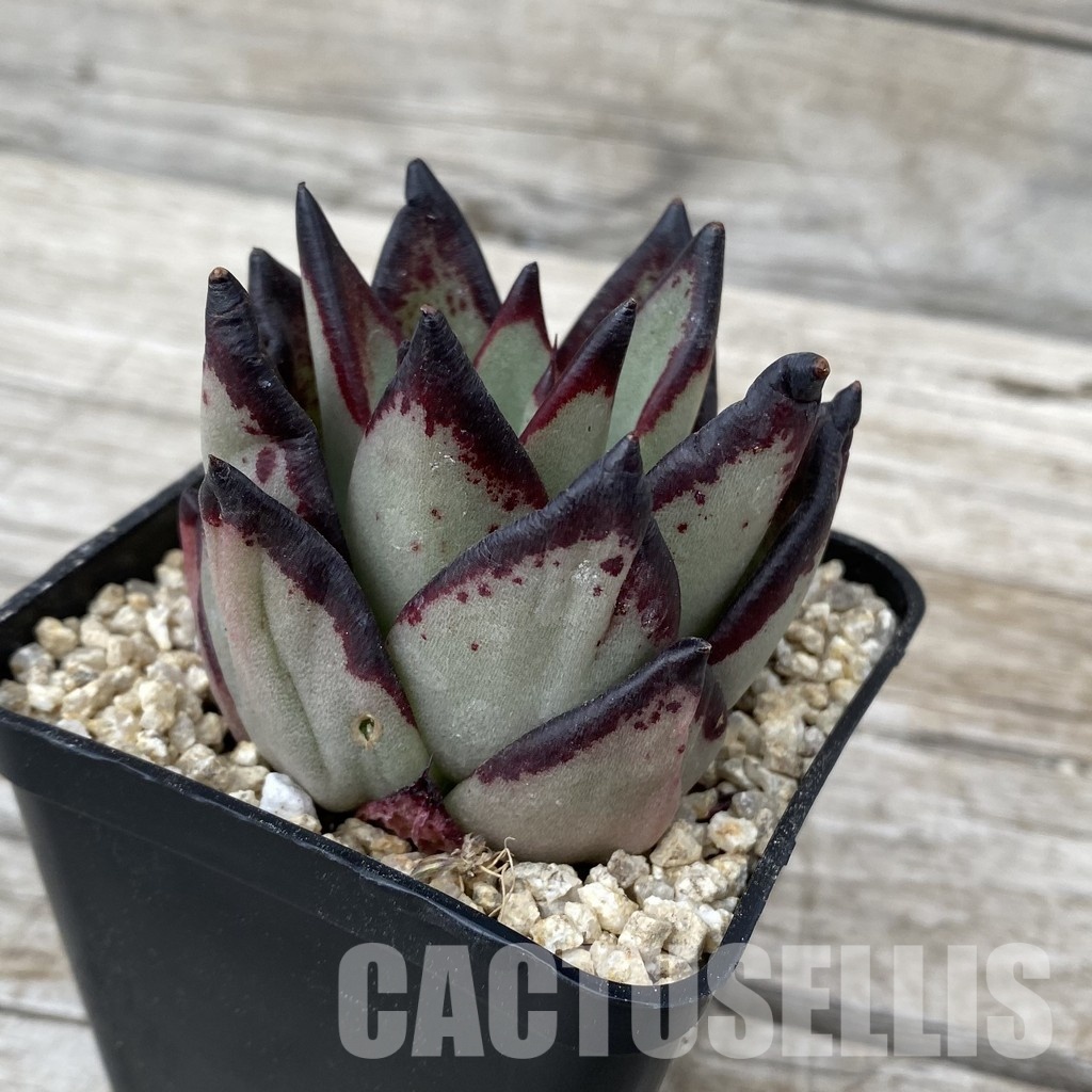 SH30872 Echeveria agavoides ‘Black Ebony' - Image 2