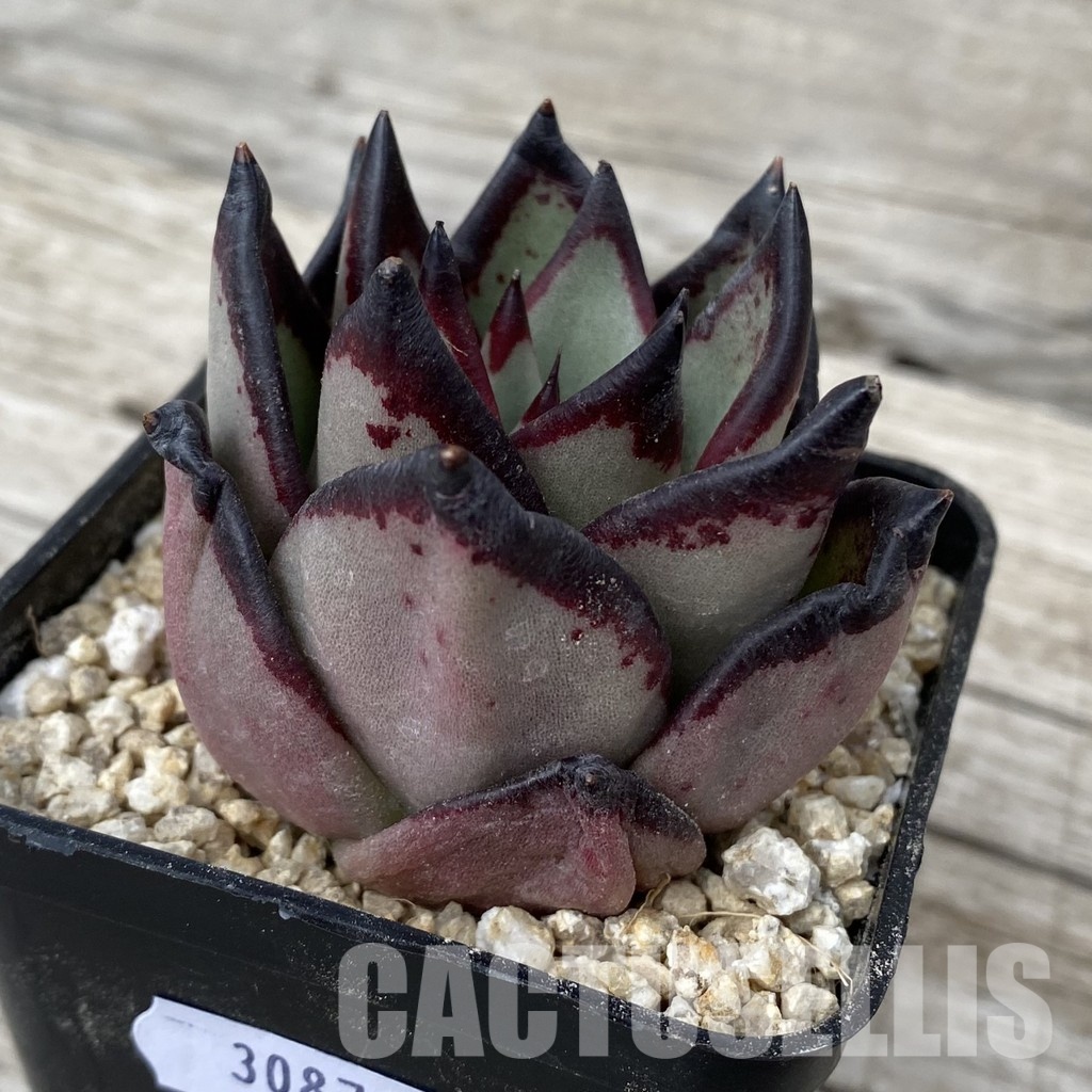 SH30874 Echeveria agavoides ‘Black Ebony' - Image 2