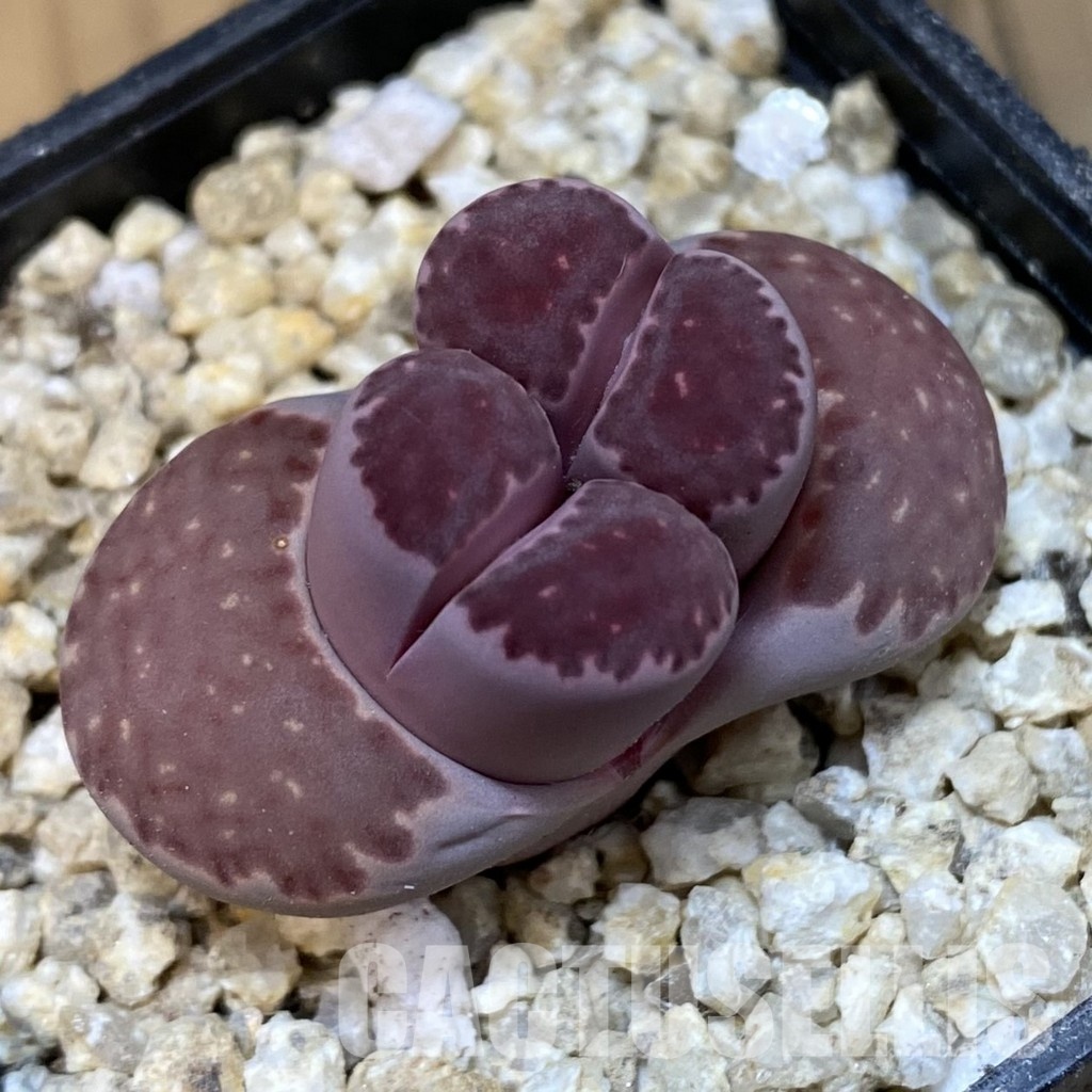 SH30878 Lithops salicola 'Sato's Violet'
