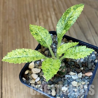 SH30991 Dorstenia hybrid f. variegata