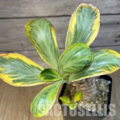 SH30993 Euphorbia poissonii f. variegata