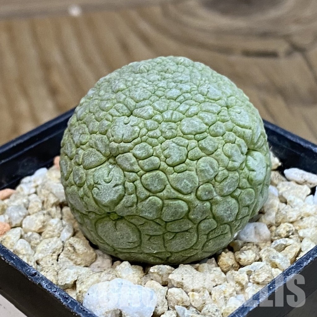 SH30963 Pseudolithos migiurtinus - Image 2