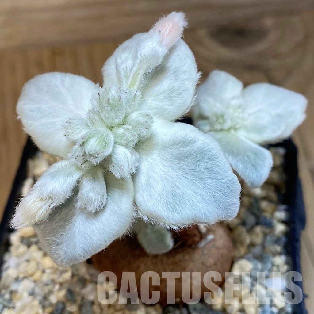 SH30999 Sinningia leucotricha