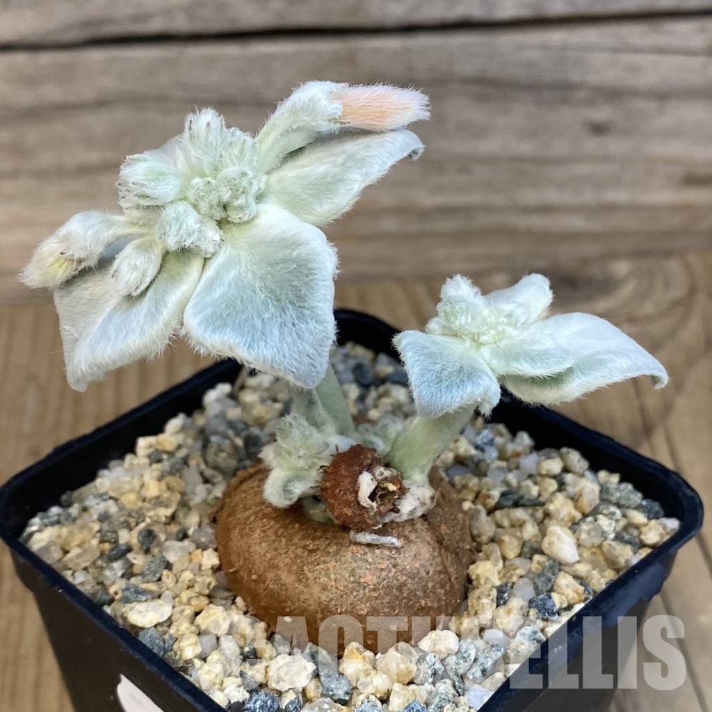 SH30999 Sinningia leucotricha - Image 2
