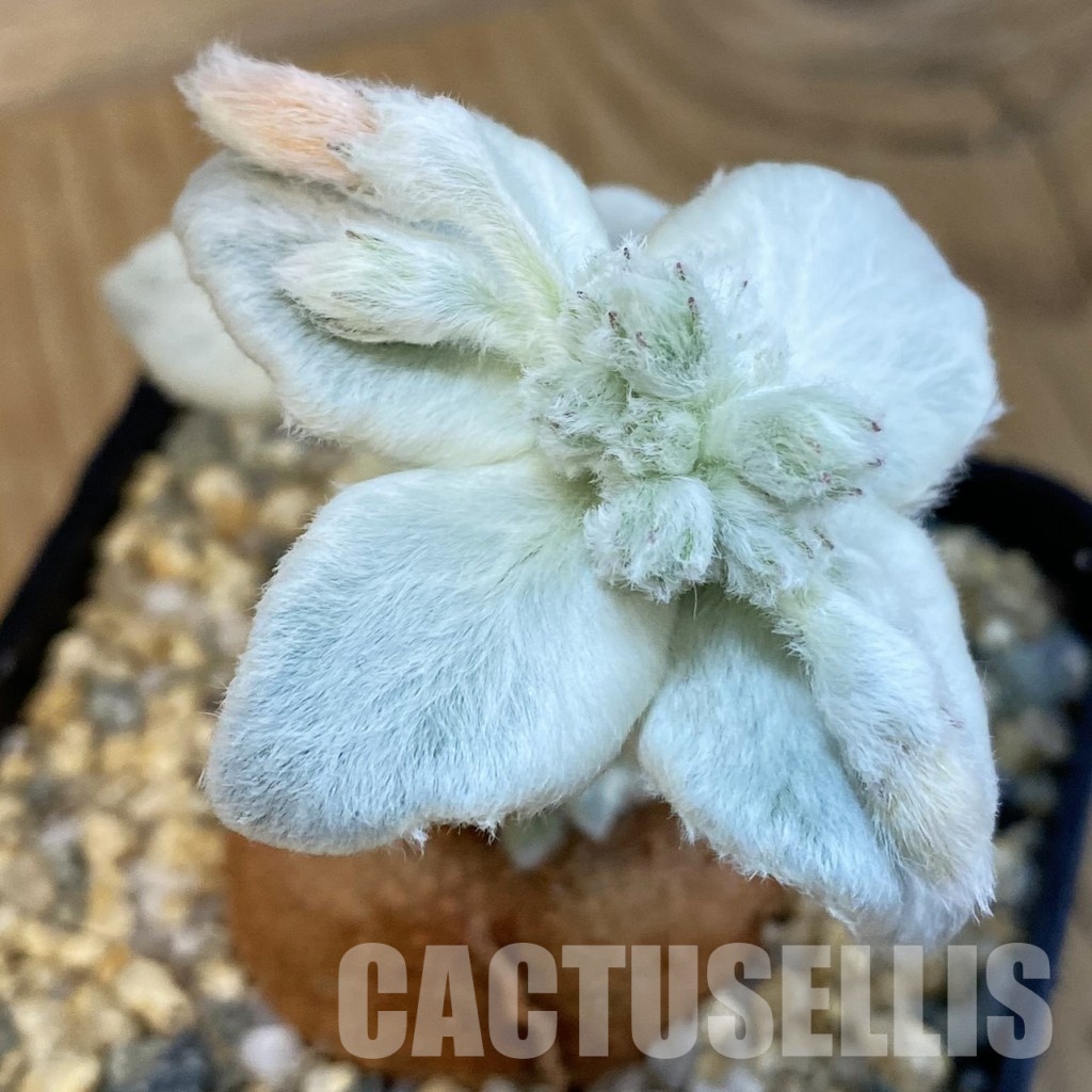SH30999 Sinningia leucotricha - Image 3