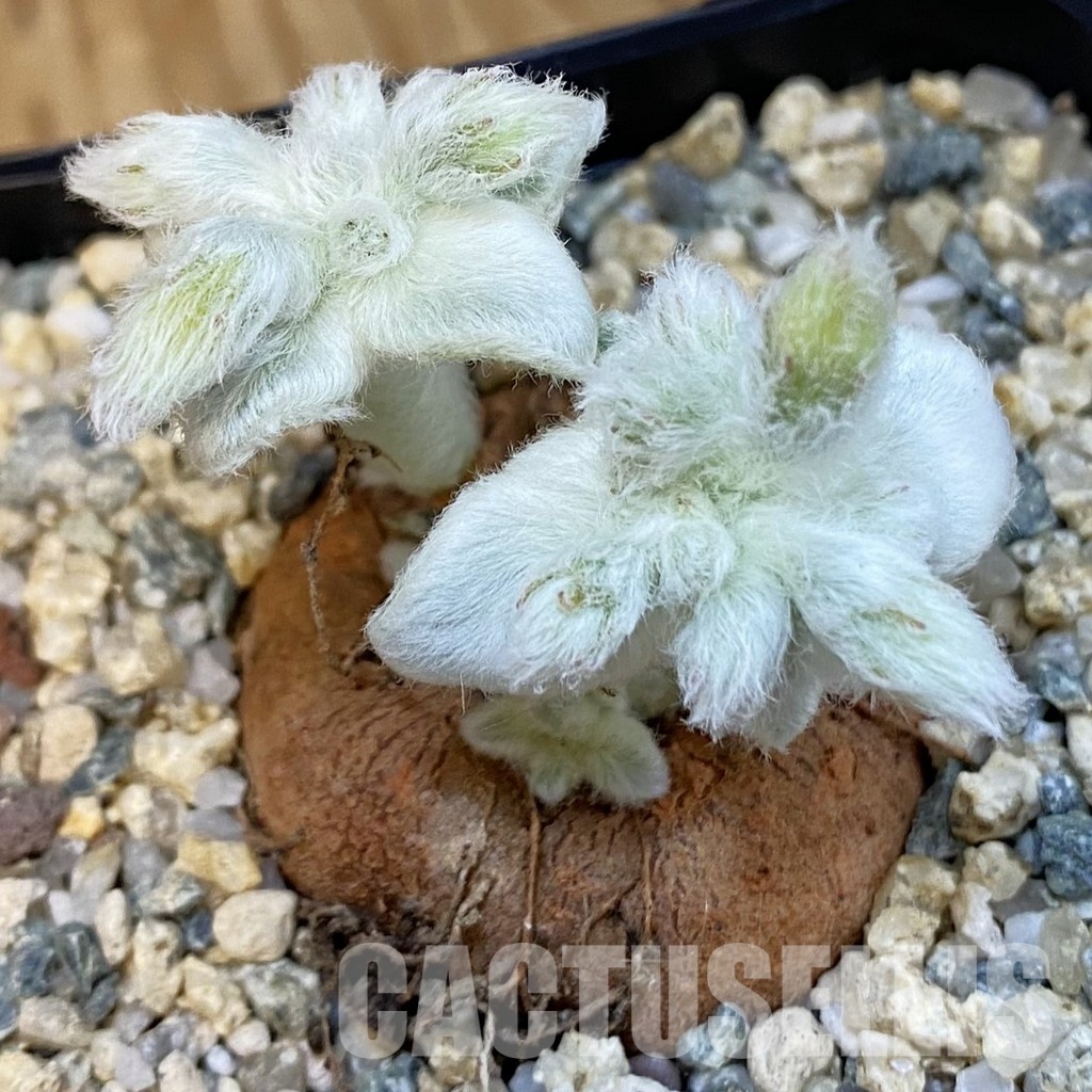 SH31001 Sinningia leucotricha