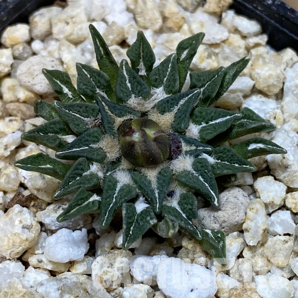 SH30964 Ariocarpus kotschoubeyanus v. macdowellii, own roots seedling
