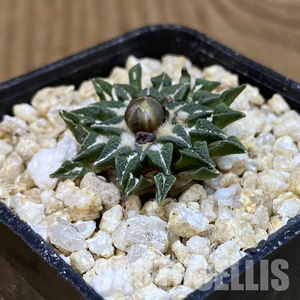 SH30964 Ariocarpus kotschoubeyanus v. macdowellii, own roots seedling - Image 2