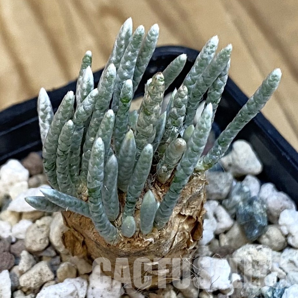 SH31007 Avonia alstonii