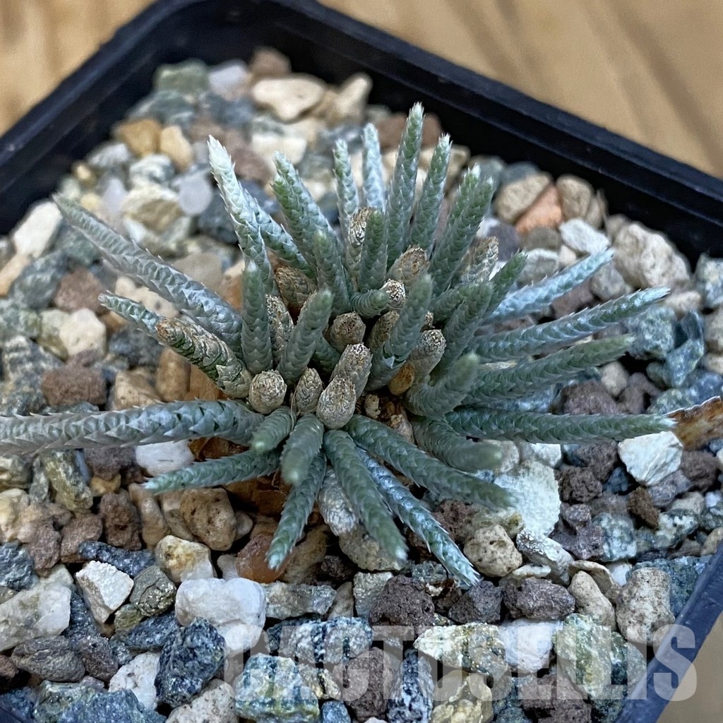 SH31008 Avonia alstonii