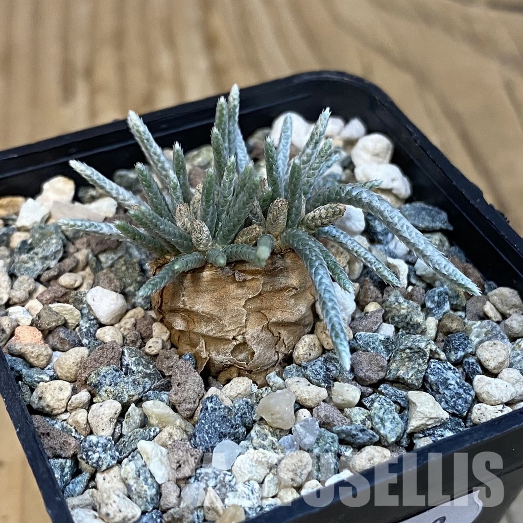 SH31008 Avonia alstonii - Image 2