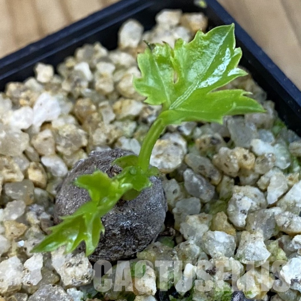 SH31009 Cissus trifoliata