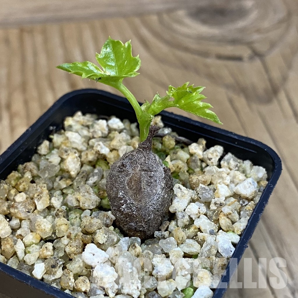 SH31009 Cissus trifoliata - Image 3