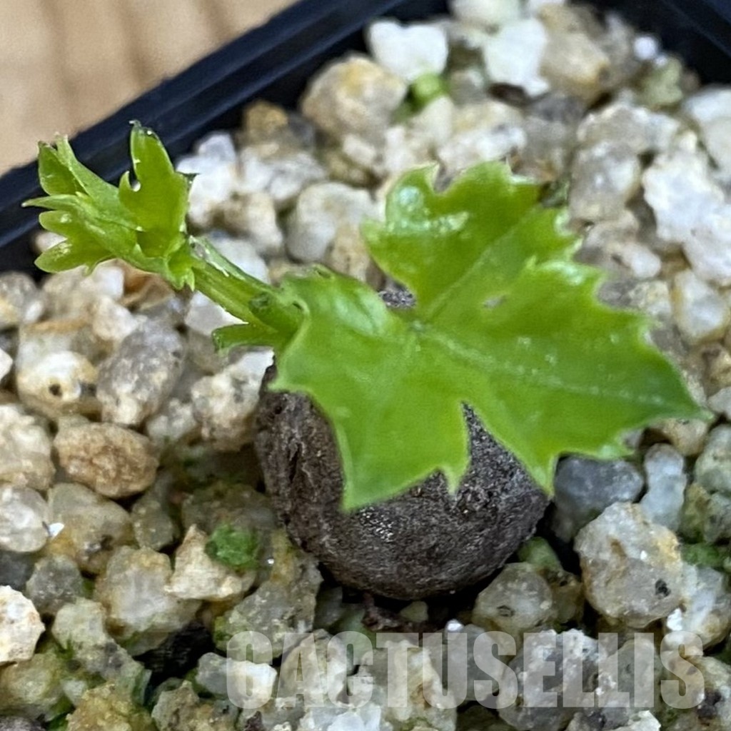 SH31009 Cissus trifoliata - Image 2