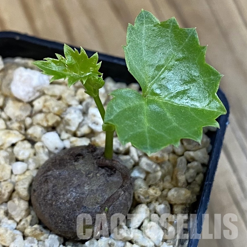 SH31010 Cissus trifoliata