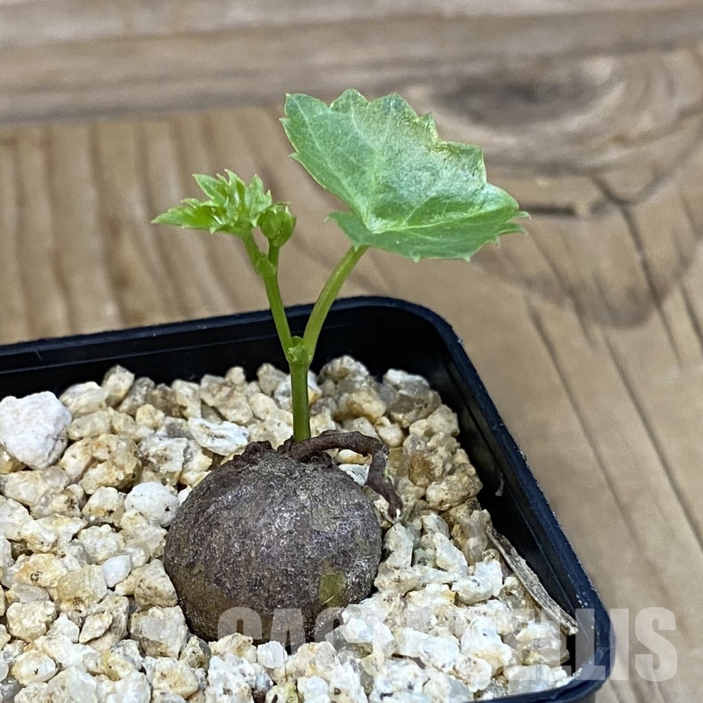 SH31010 Cissus trifoliata - Image 2