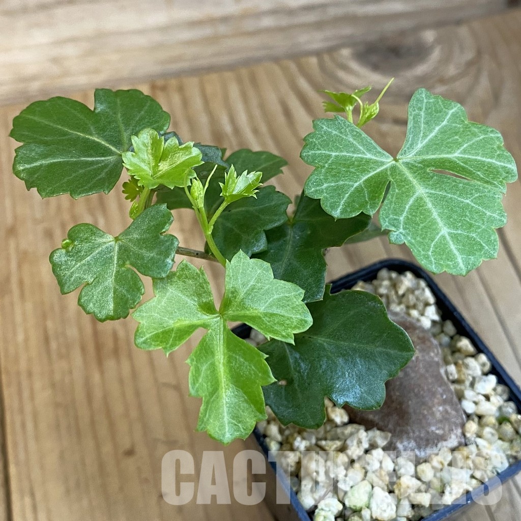 SH31012 Cissus trifoliata