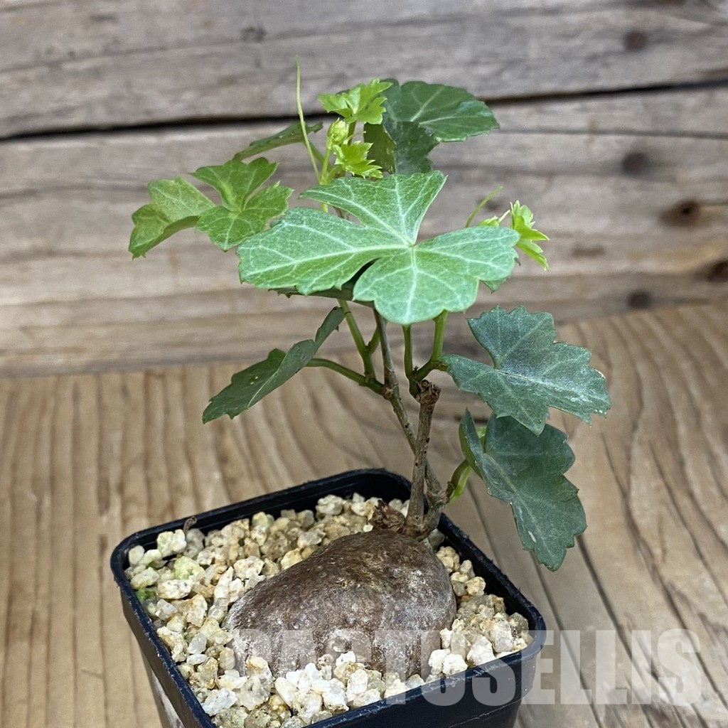 SH31012 Cissus trifoliata - Image 2