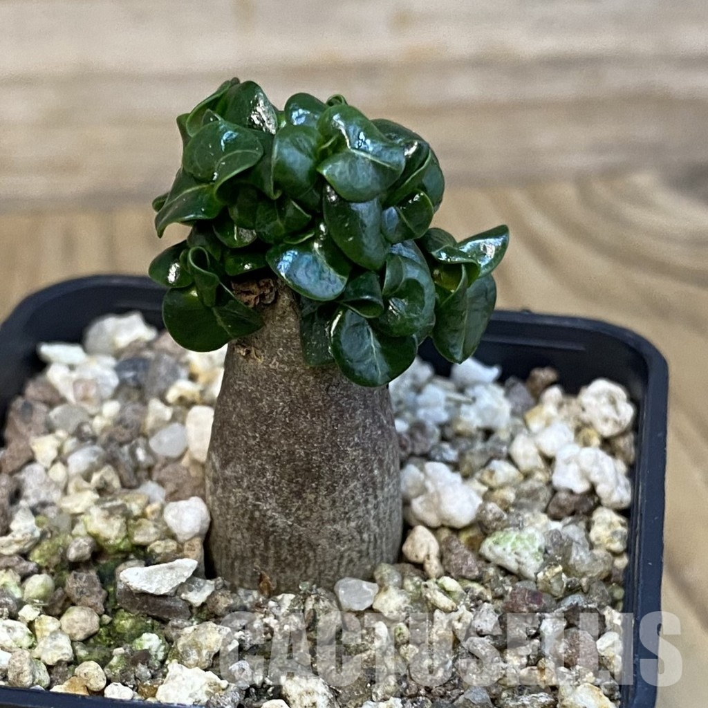 SH31020 Adenium arabicum DHA - Image 2