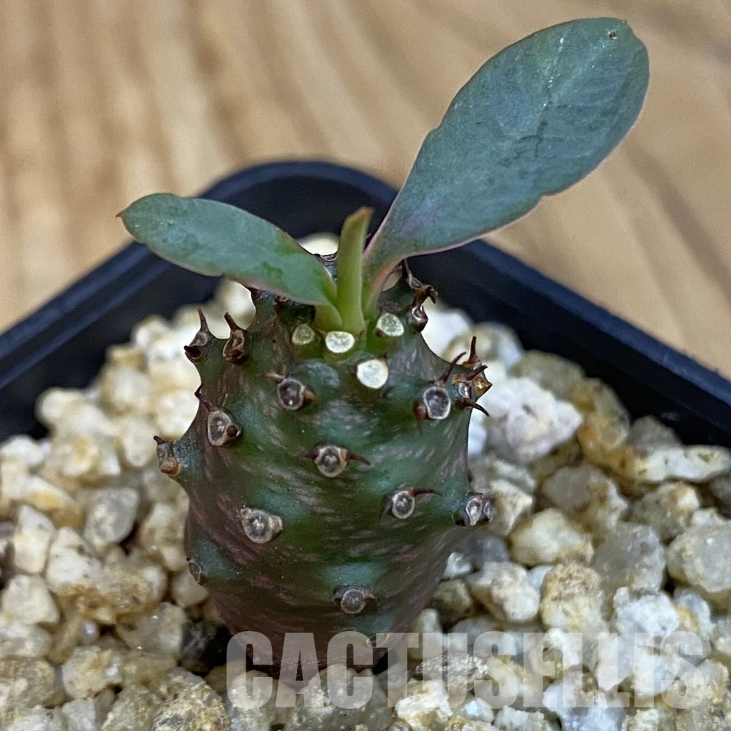 SH31021 Euphorbia pachypodioides