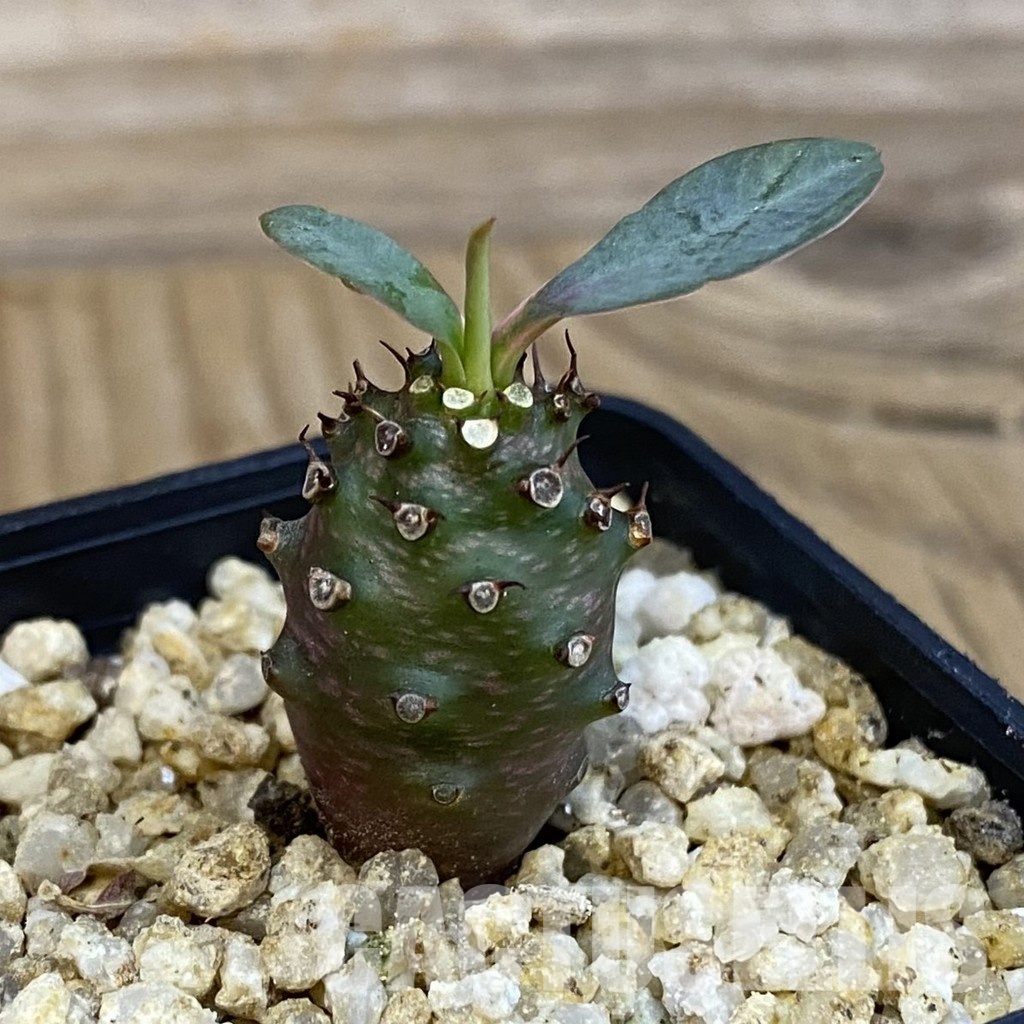 SH31021 Euphorbia pachypodioides - Image 2