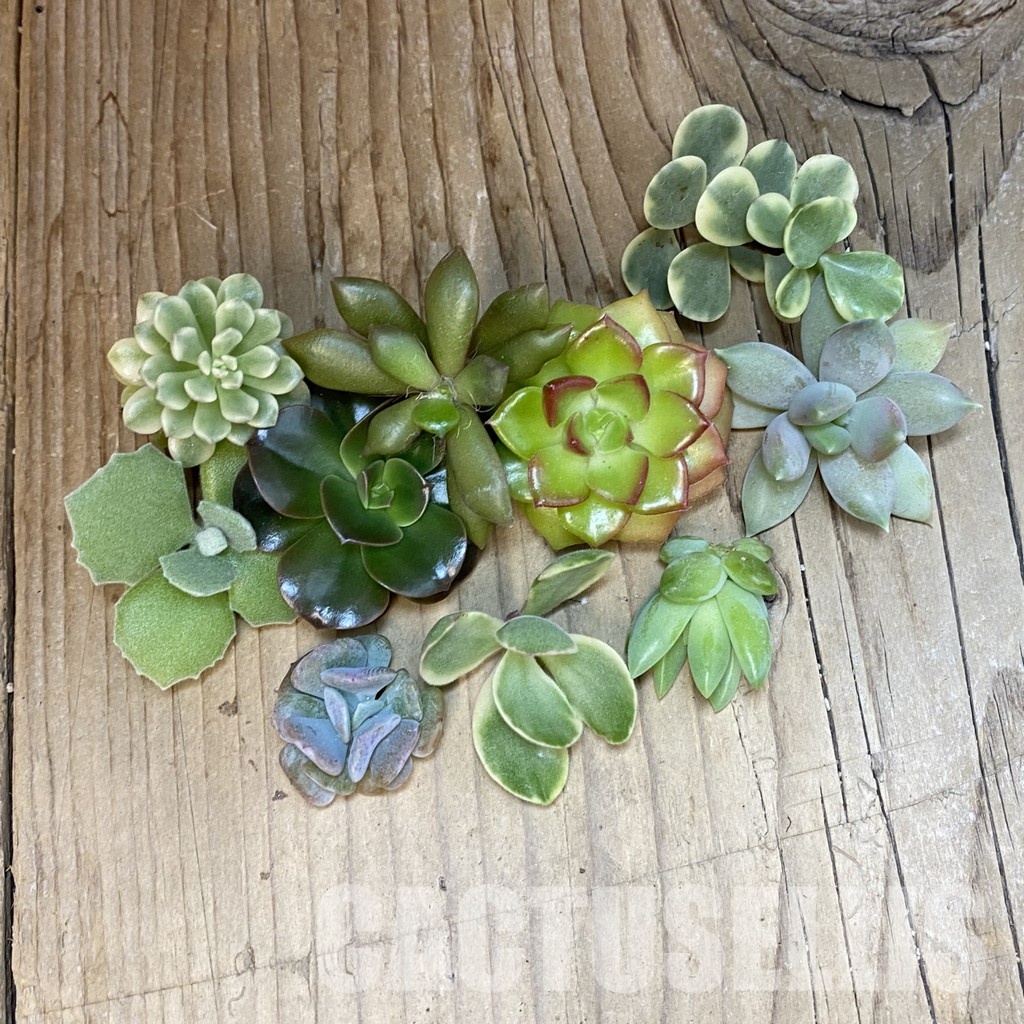 SH31028 Succulents mix, cuted - Image 2