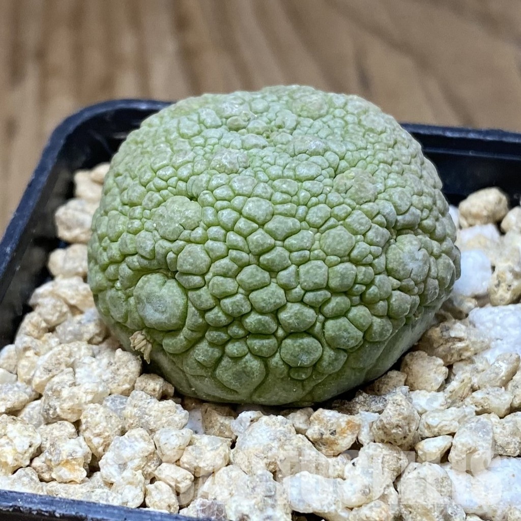 SH30960 Pseudolithos migiurtinus - Image 2