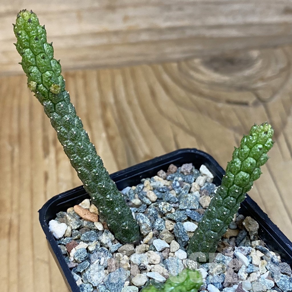 SH30969 Echidnopsis oviflora
