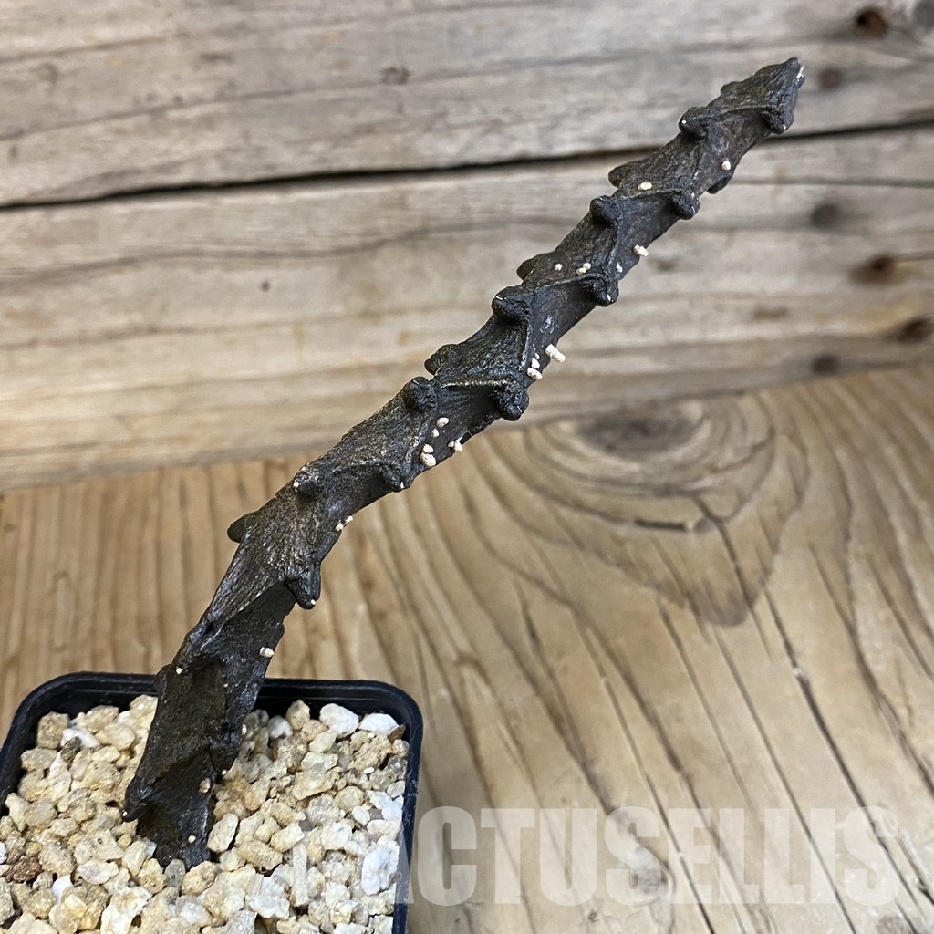 SH30973 Ceropegia bosseri - Image 3