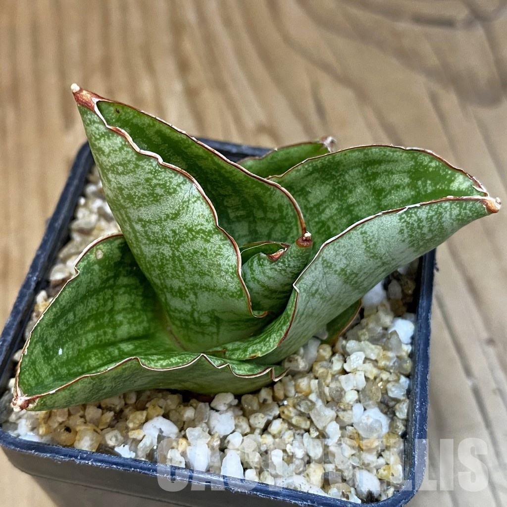 SH30977 Sansevieria ‘Andromeda'