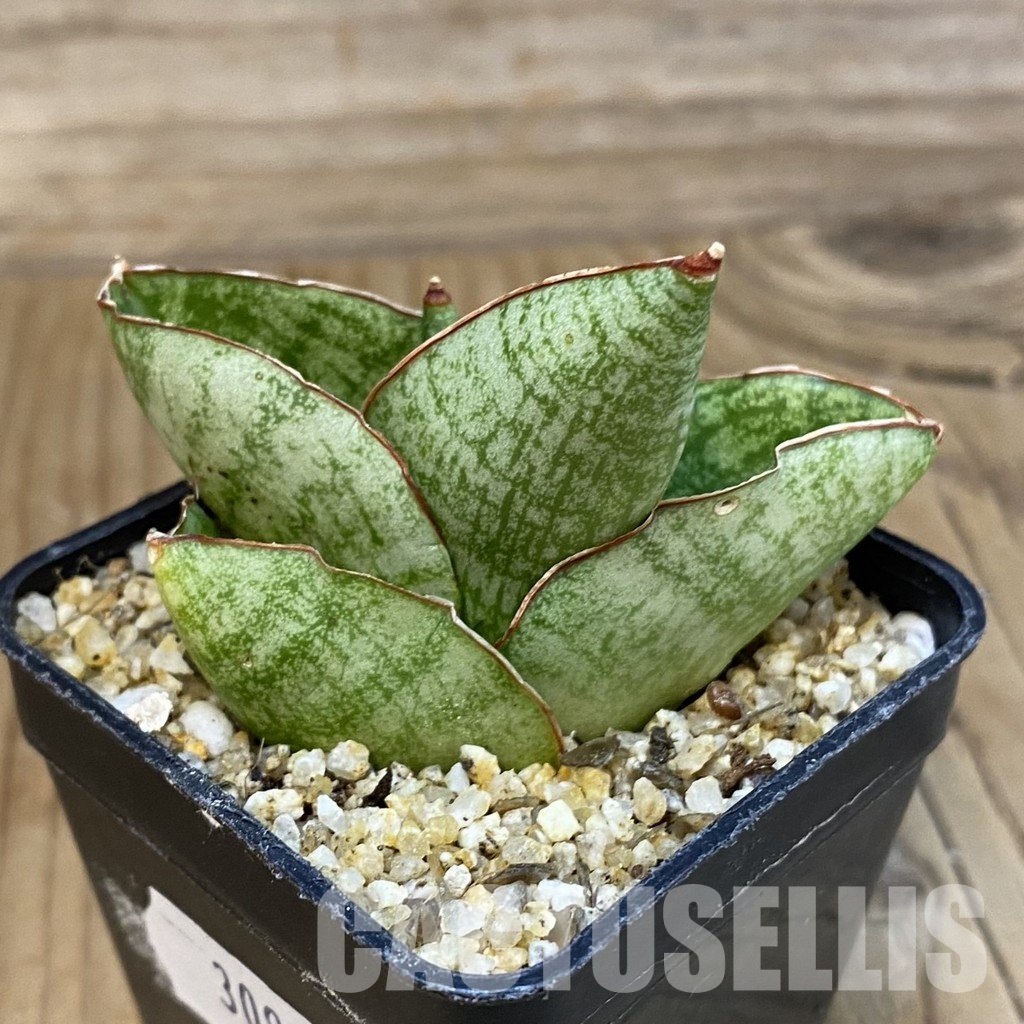 SH30977 Sansevieria ‘Andromeda' - Image 2