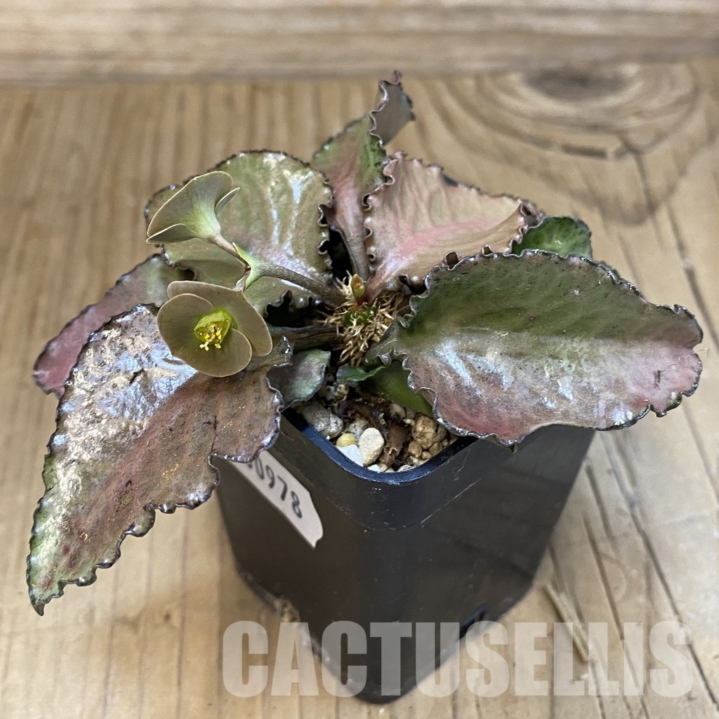 SH30978 Euphorbia francoisii hybrid - Image 2