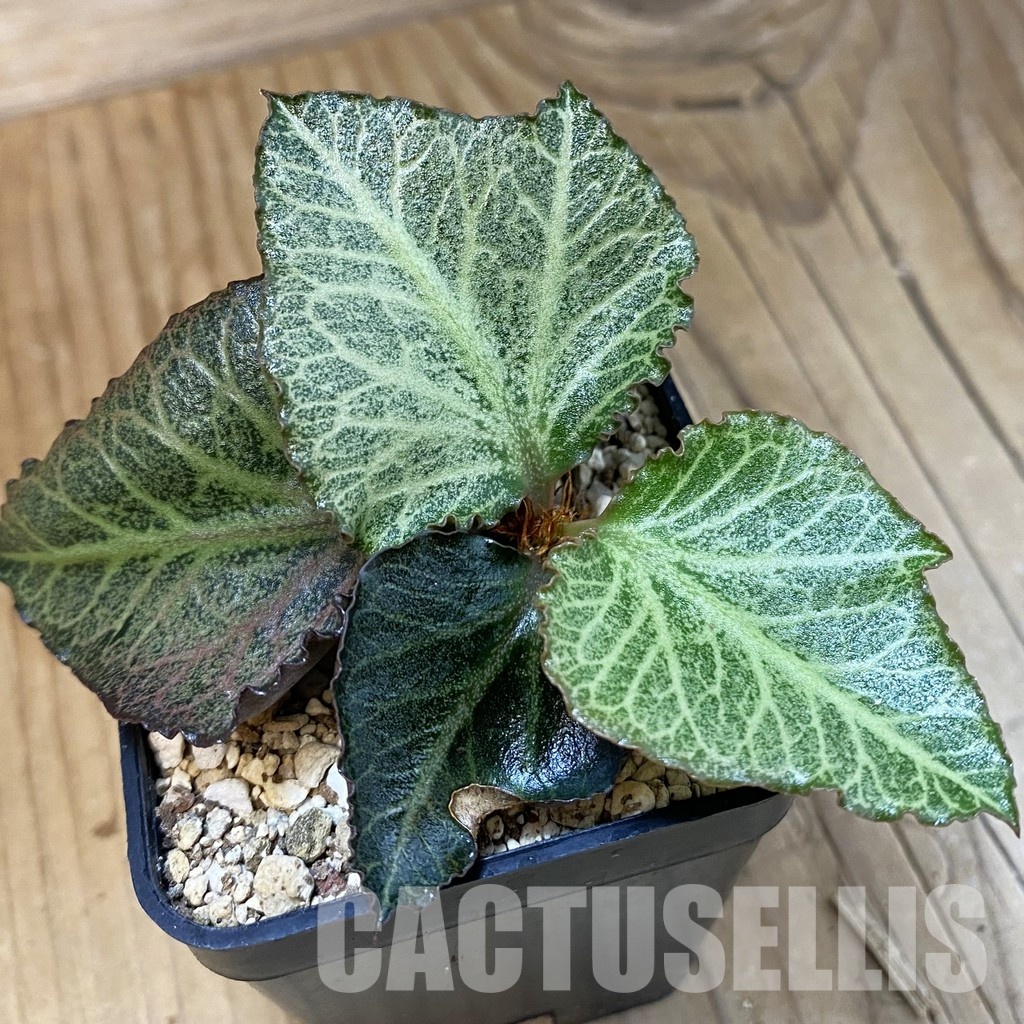 SH30979 Euphorbia francoisii hybrid