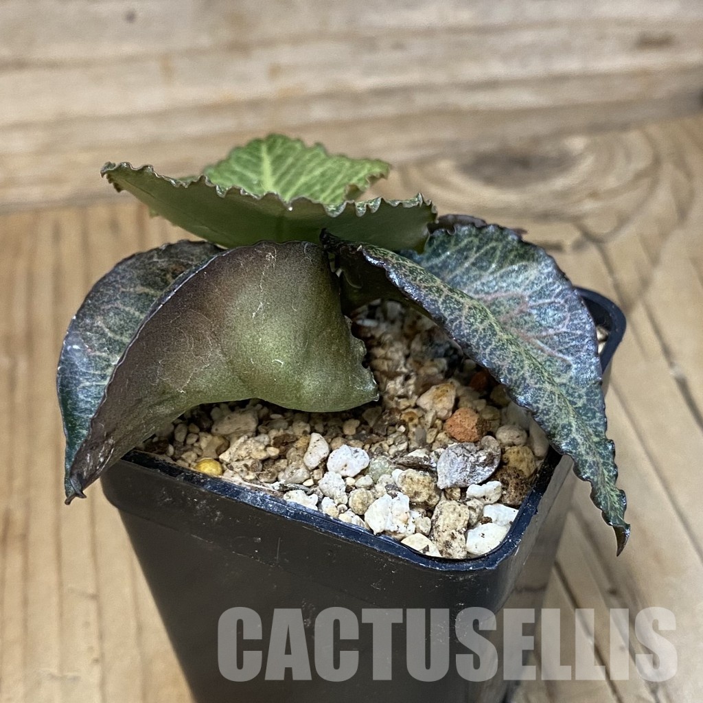 SH30979 Euphorbia francoisii hybrid - Image 2