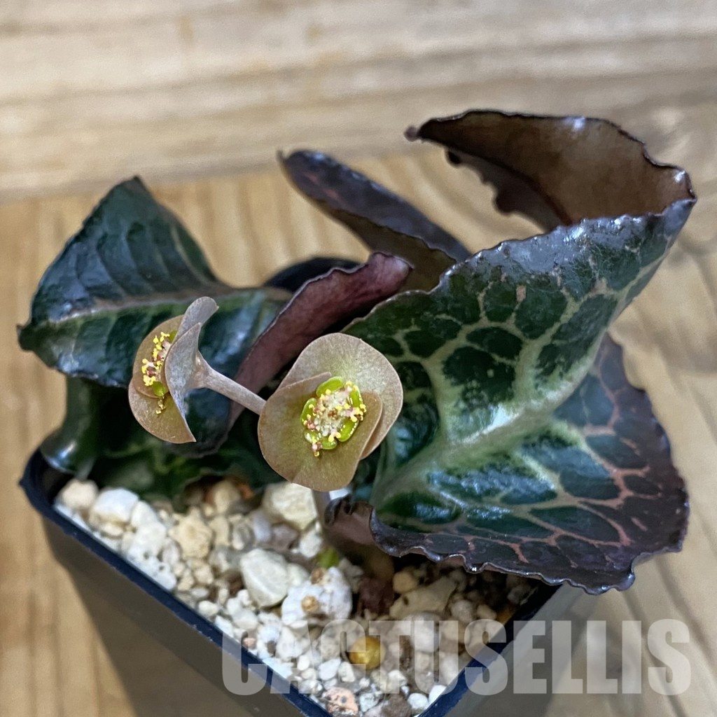 SH30980 Euphorbia francoisii hybrid