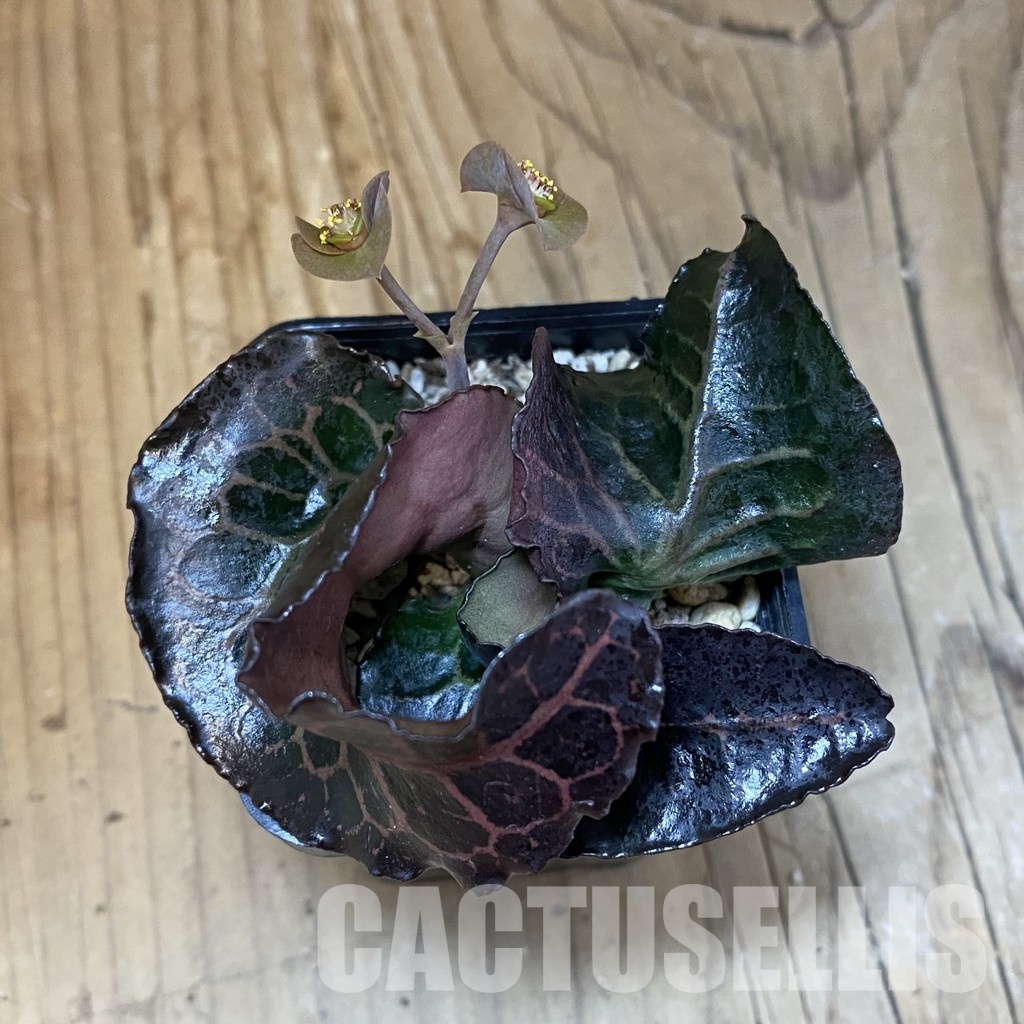 SH30980 Euphorbia francoisii hybrid - Image 2