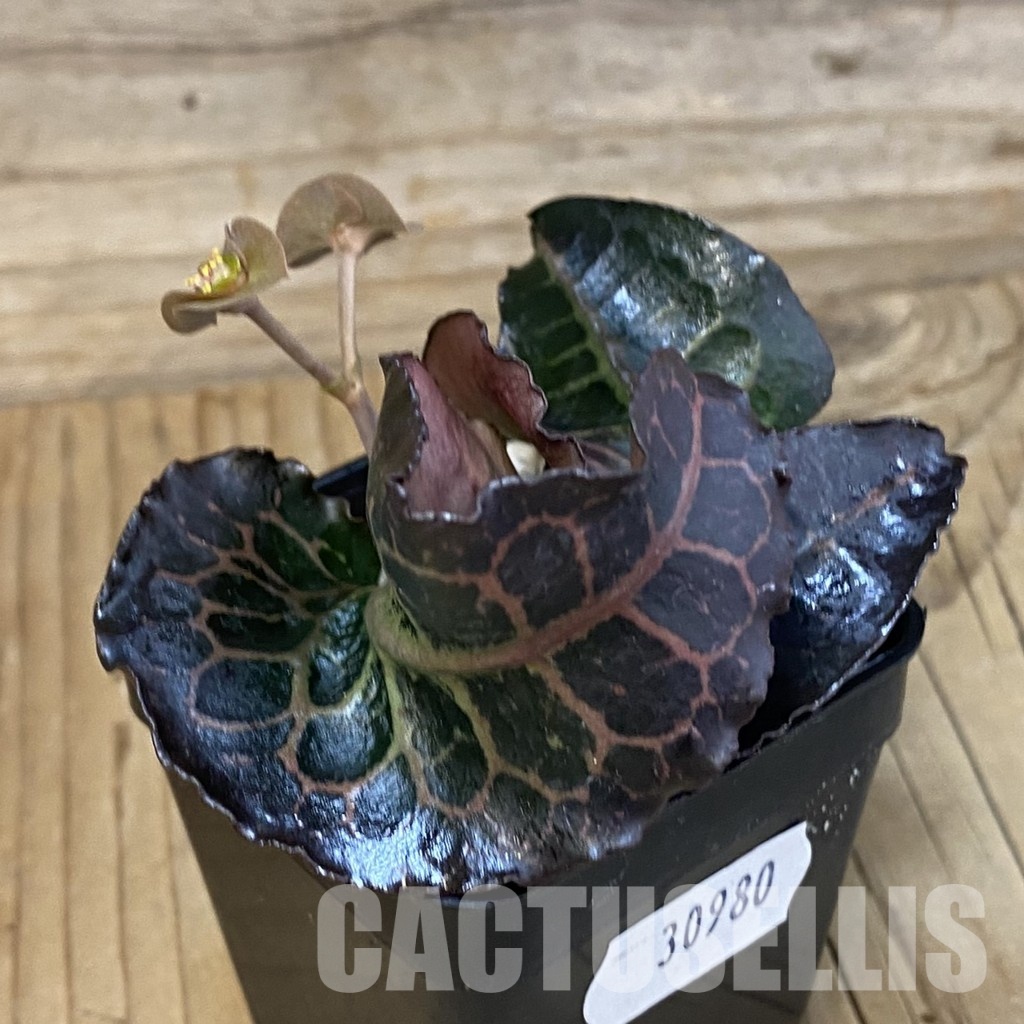 SH30980 Euphorbia francoisii hybrid - Image 3