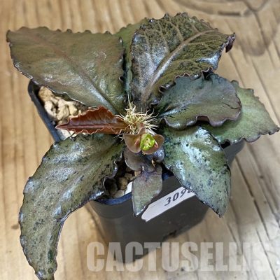 SH30981 Euphorbia francoisii hybrid