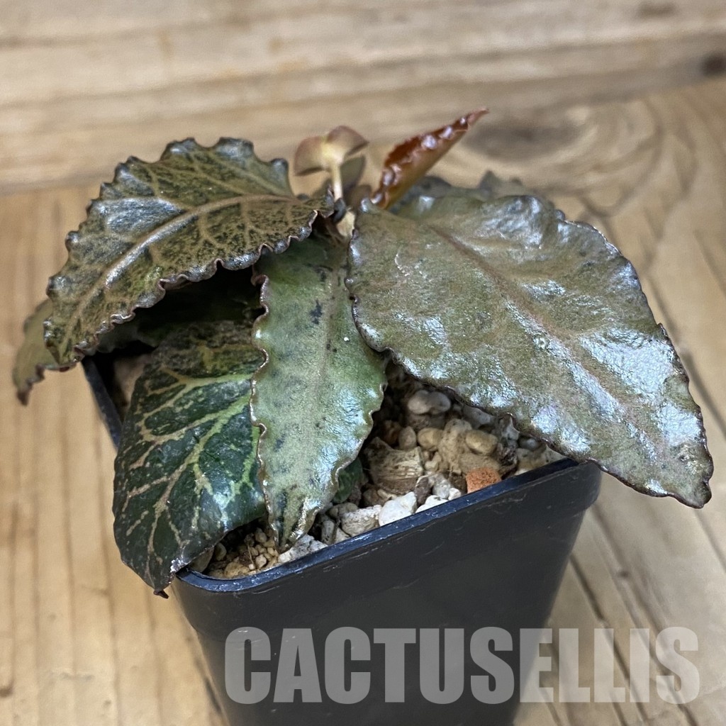 SH30981 Euphorbia francoisii hybrid - Image 2